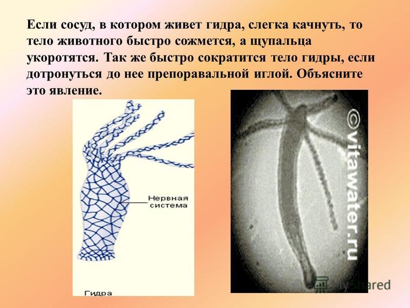 Black sprut как зарегистрироваться